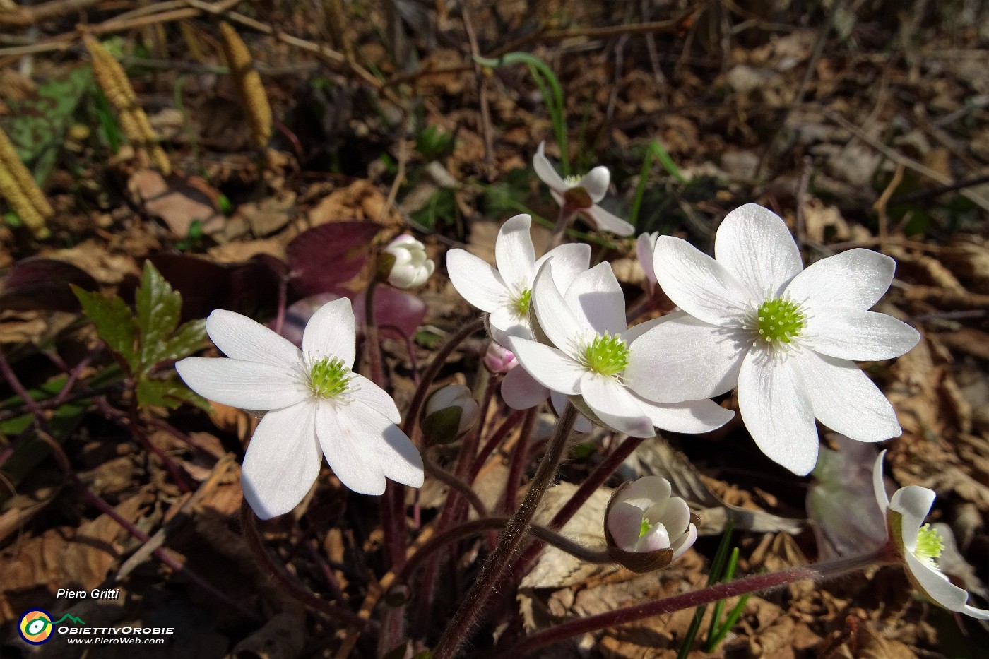 92 Hepatica nobilis bianca.JPG